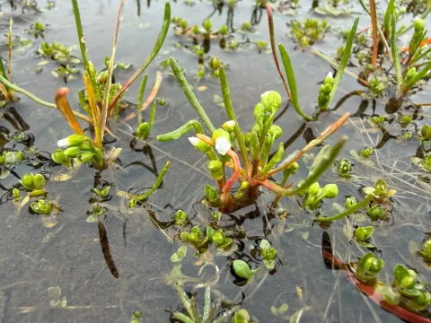 Montia linearis