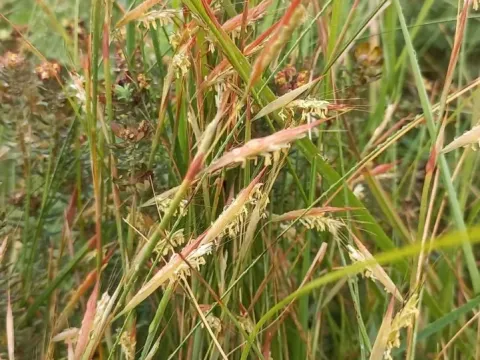 Monocymbium
