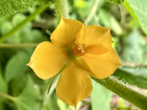 Mentzelia aspera