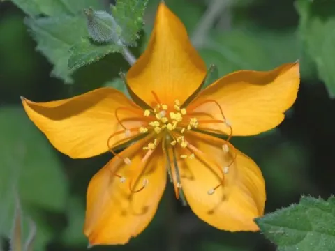 Mentzelia cordifolia
