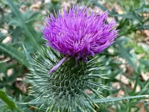 Thistle