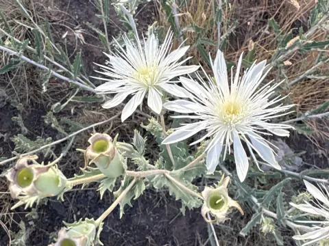 Mentzelia nuda