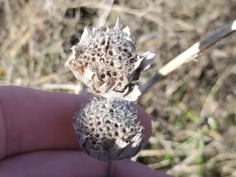 Монарда лимонная