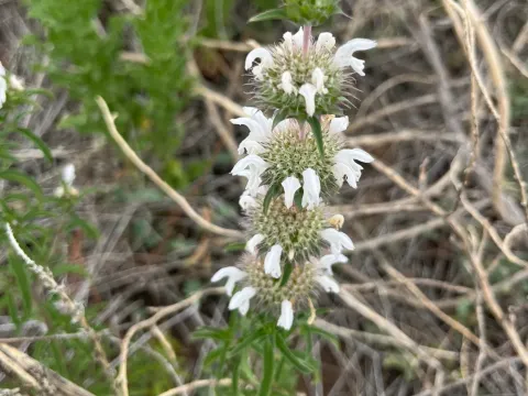 Lemon beebalm