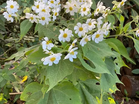 Montanoa