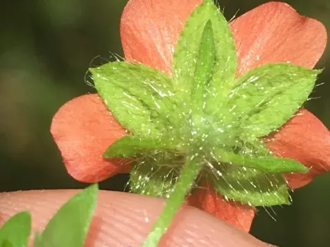 Модиола