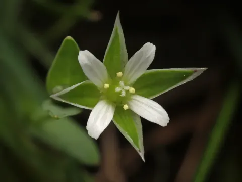 Мёнхия