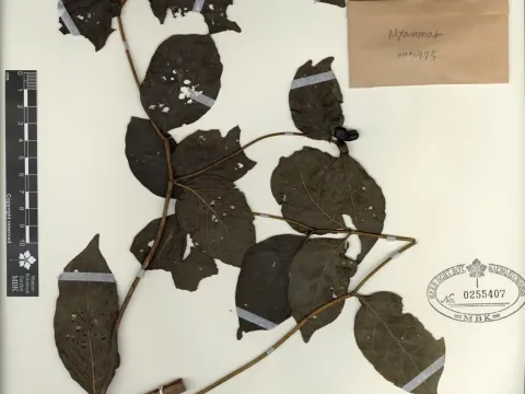 Morinda persicifolia