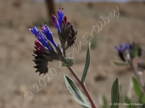 Moltkia intermedia