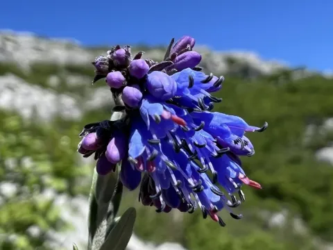 Moltkia petraea