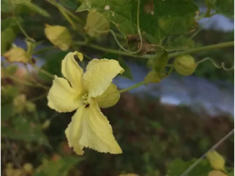 Momordica multiflora