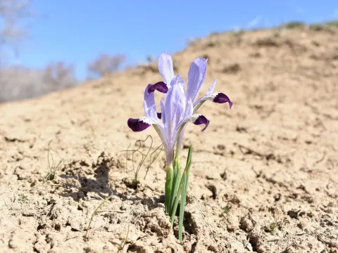 Однопокровник