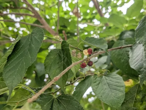 Kagayama mulberry