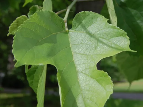 Chinese mulberry