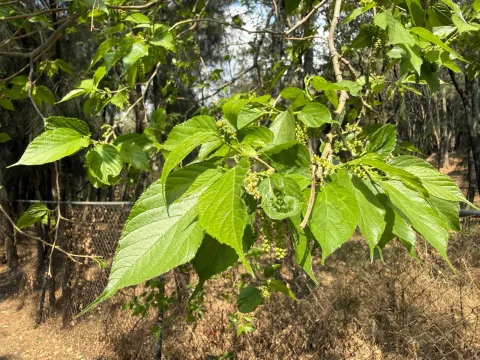 Celtis-leaved mulberry