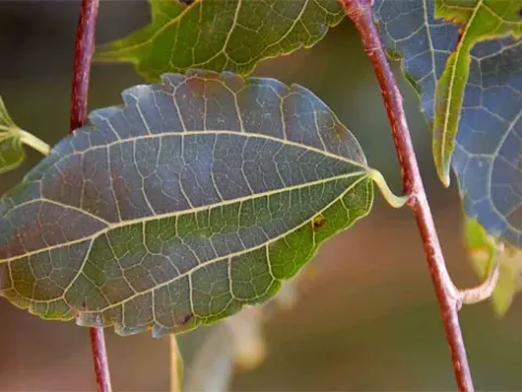 Morus mesozygia