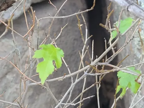 Texas mulberry