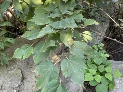 Mongolian mulberry