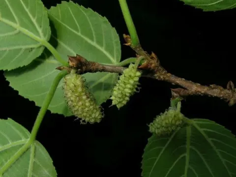Serrated mulberry