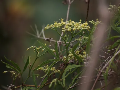 Cissus