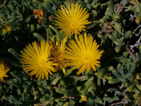 Malephora
