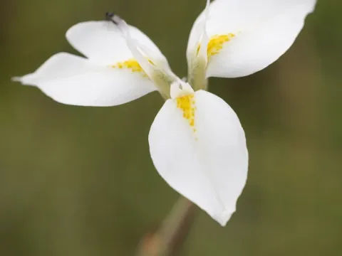 Морея