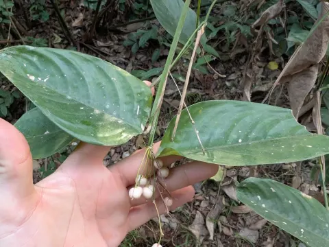 Marantochloa