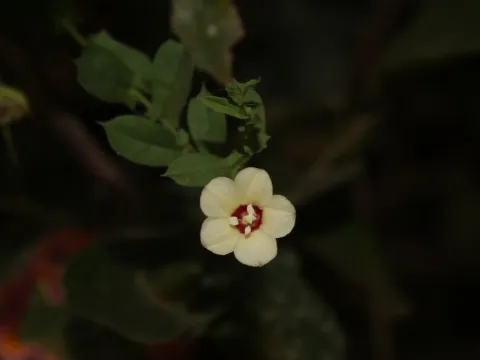 Xenostegia