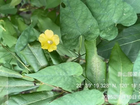Мерремія