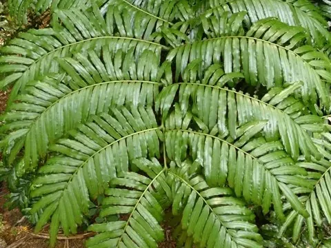 Marattia