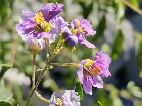 Mascagnia
