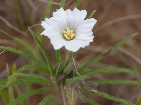 Monsonia