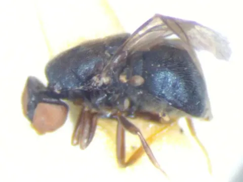 Manotes