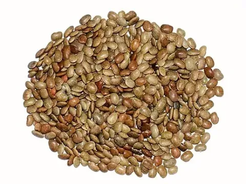 African macrotyloma