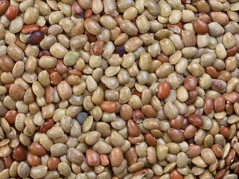 Macrotyloma tenuiflorum