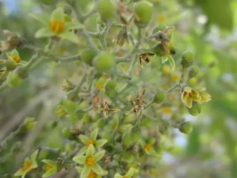 Metopium