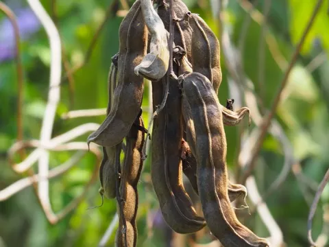 Mucuna deeringiana