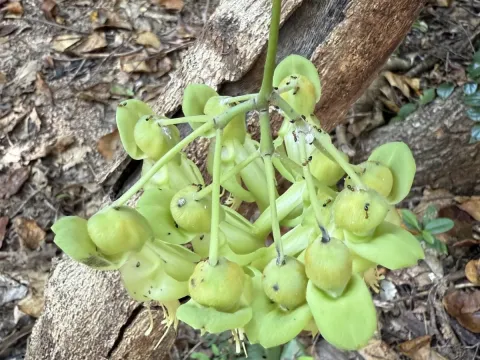 Mucuna gigantea