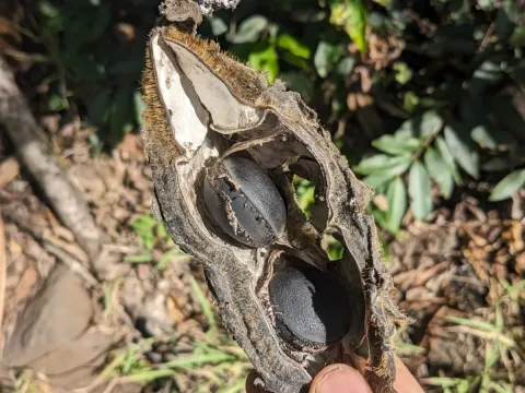 Mucuna sloanei