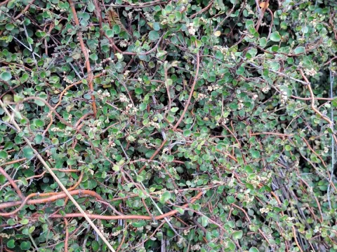 Muehlenbeckia