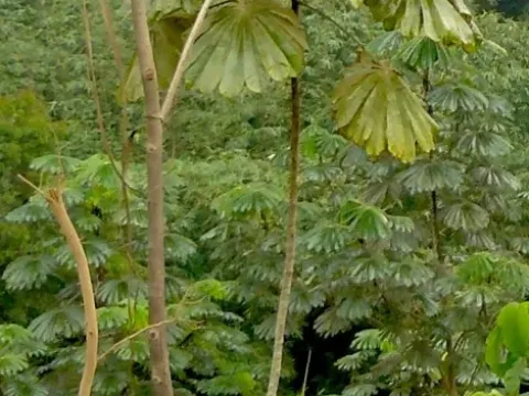 Musanga