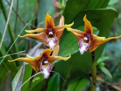 Maxillaria