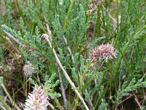 Myricaria