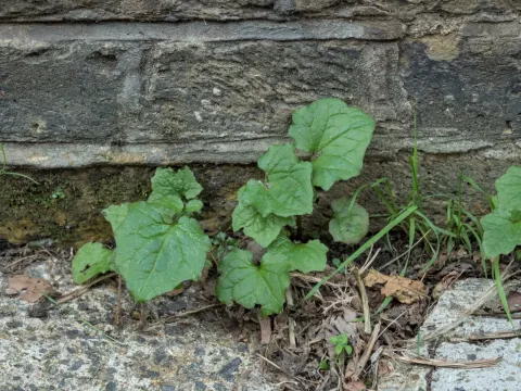 Wall lettuce