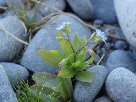 Tufted forget-me-not