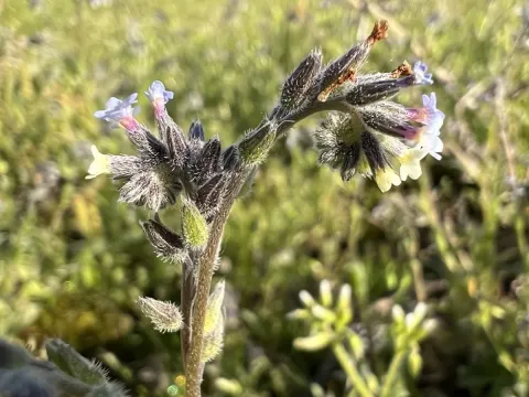 Changing forget-me-not