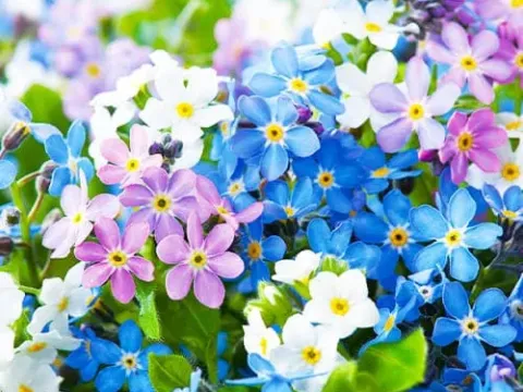 Hybrid Forget-me-not