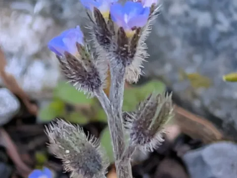 Early forget-me-not