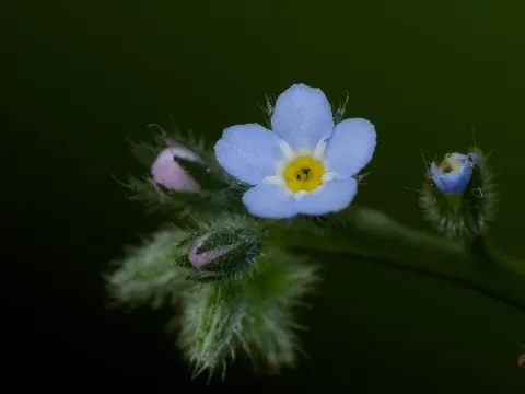 Sicilian forget-me-not