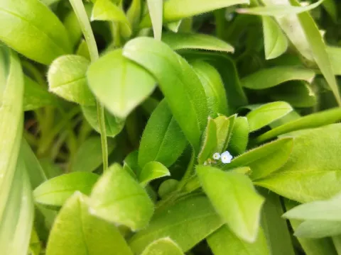 Sparse-flowered forget-me-not